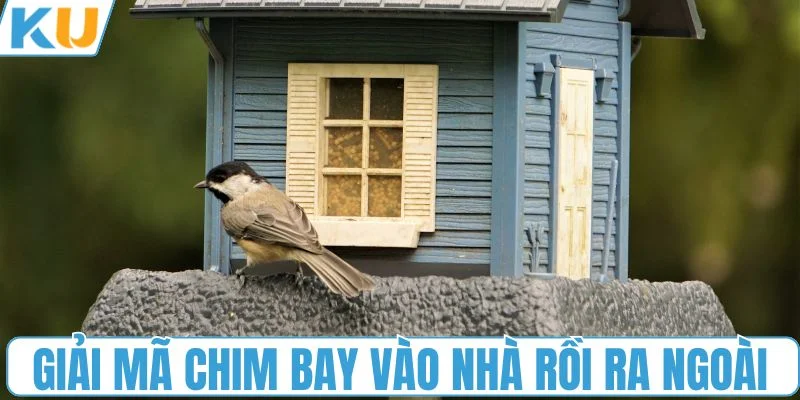 Giải mã chim bay vào nhà rồi ra ngoài